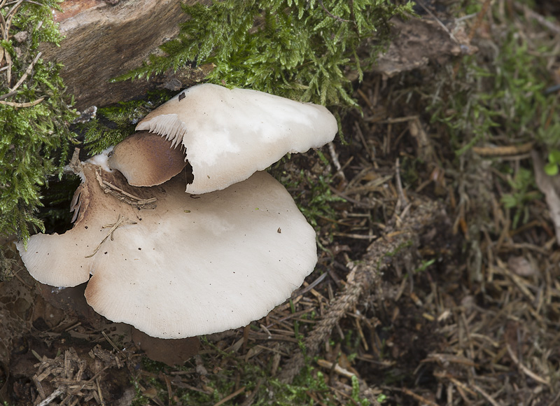 Crepidotus malachius